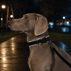 Collar Reflectante Acolchado para Perro